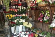 گل ایساتیس منظریه