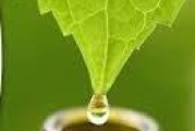 متخصص طب سنتی در کرج | لیست کامل مطب های طب سنتی کرج و البرز